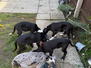 Great Dane dogs Last 3 remaining stunning Great Dane puppies - Advert 1