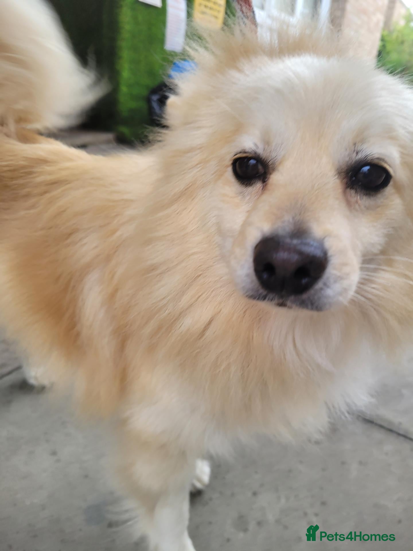Pomeranian dogs Male pomeranian 2 years old  - Advert 4