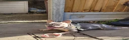 French Bulldog dogs for sale: Most Ardoarble Frenchies - Advert 5
