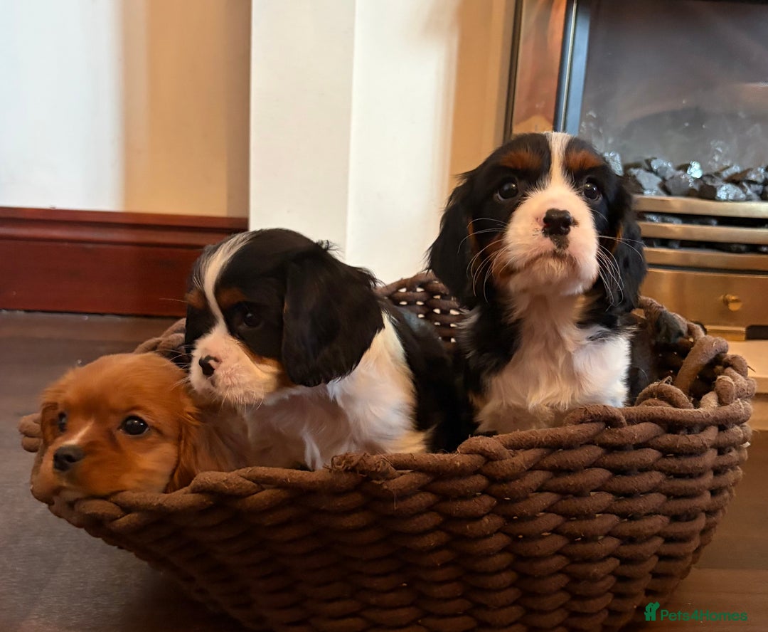 Cavalier King Charles Spaniel dogs for sale: Gorgeous Cavalier King Charles Spaniel Boys - Advert 7