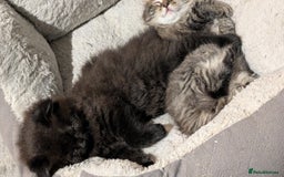 Scottish Fold cats for sale: 2 beautiful Scottish fold  - Image 1