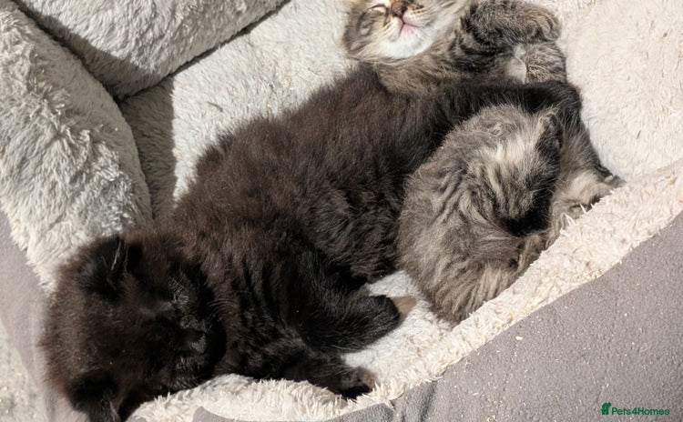 Scottish Fold cats - Advert 1