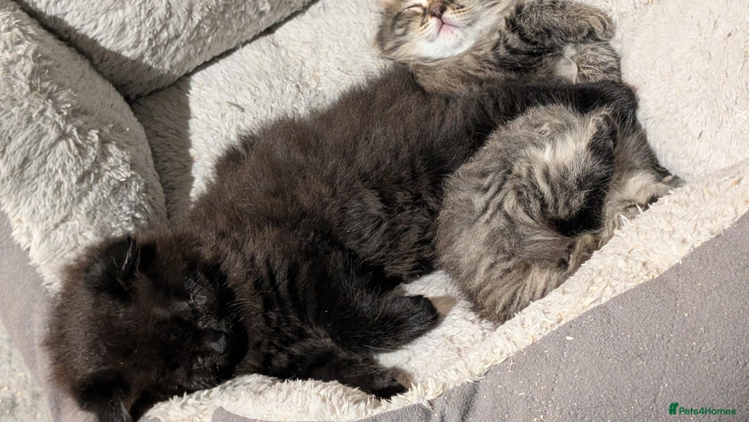 Scottish Fold cats for sale: 2 beautiful Scottish fold  - Image 1