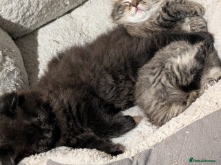 Scottish Fold cats - Advert 1