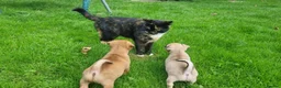 Mixed Breed dogs for sale: Gorgeous little pug mix puppies in Dungannon - Advert 11
