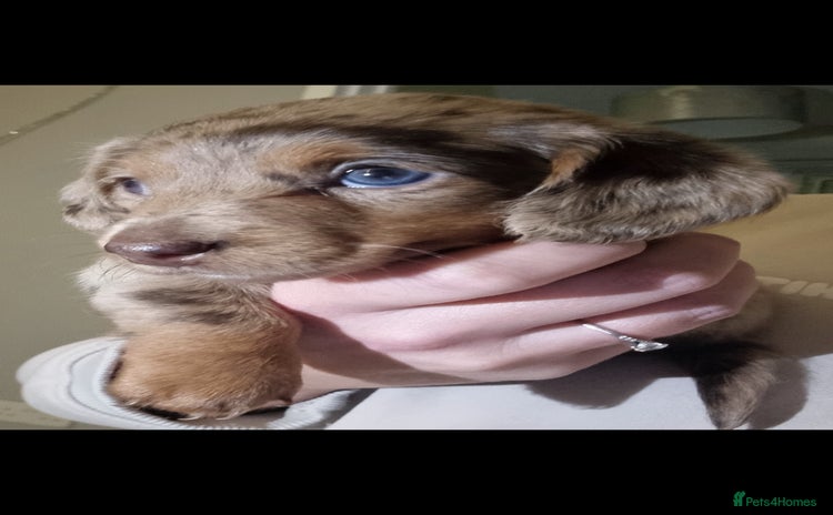 Miniature Dachshund dogs Dachshund puppys  - Advert 12