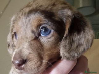 Miniature Dachshund dogs Dachshund puppys - Advert 18