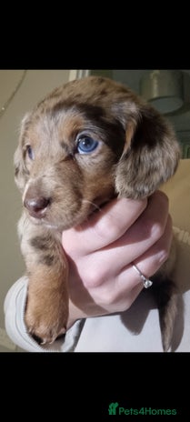 Miniature Dachshund dogs Dachshund puppys - Advert 2