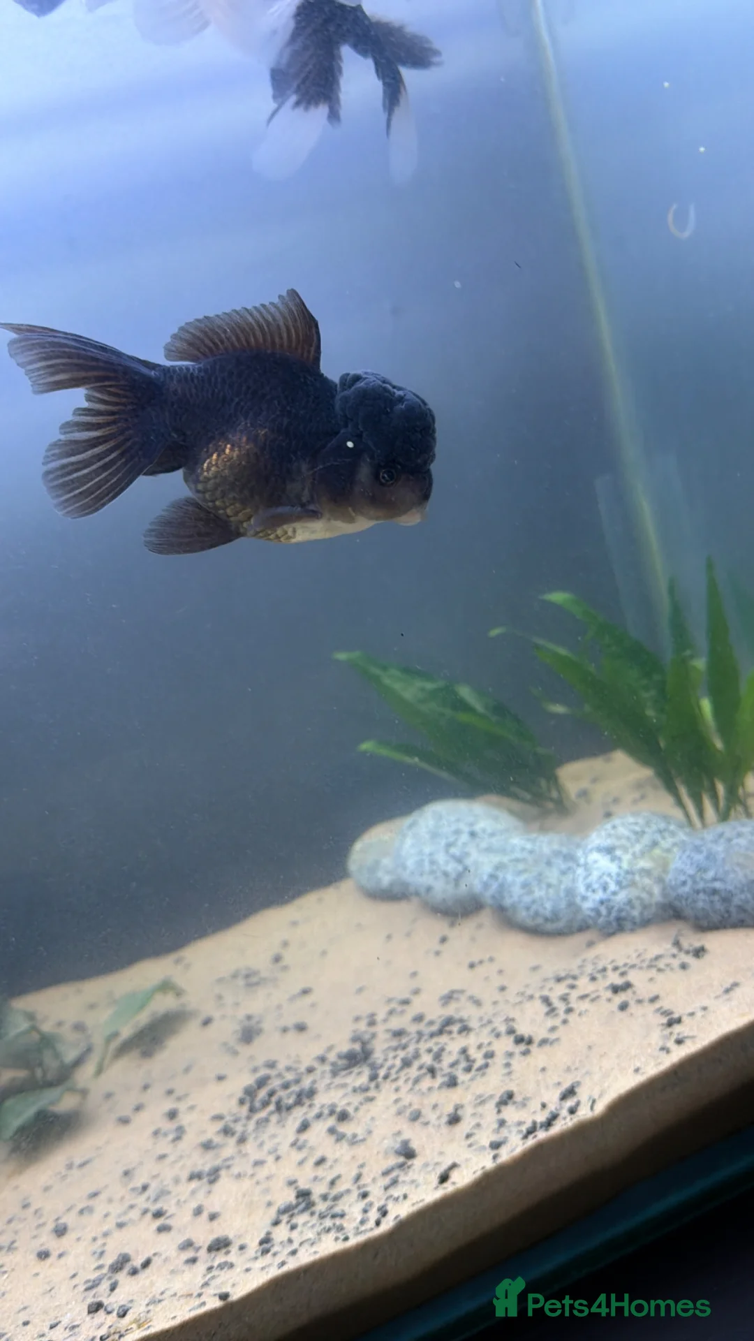Fancy Goldfish fish for sale: 4 Fancy Goldfish /  **  Litre tank - Advert 2