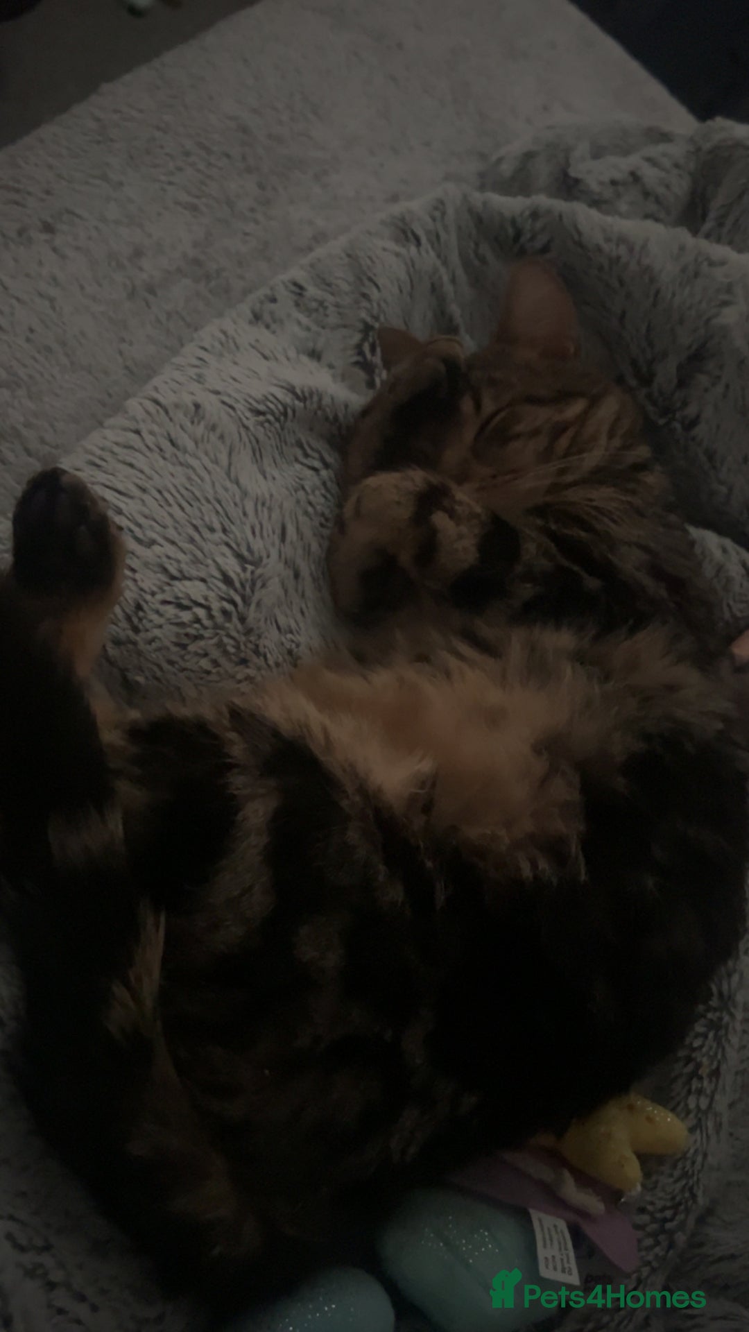 Mixed Breed cats for sale: 16 months old tabby boy asap - Advert 4