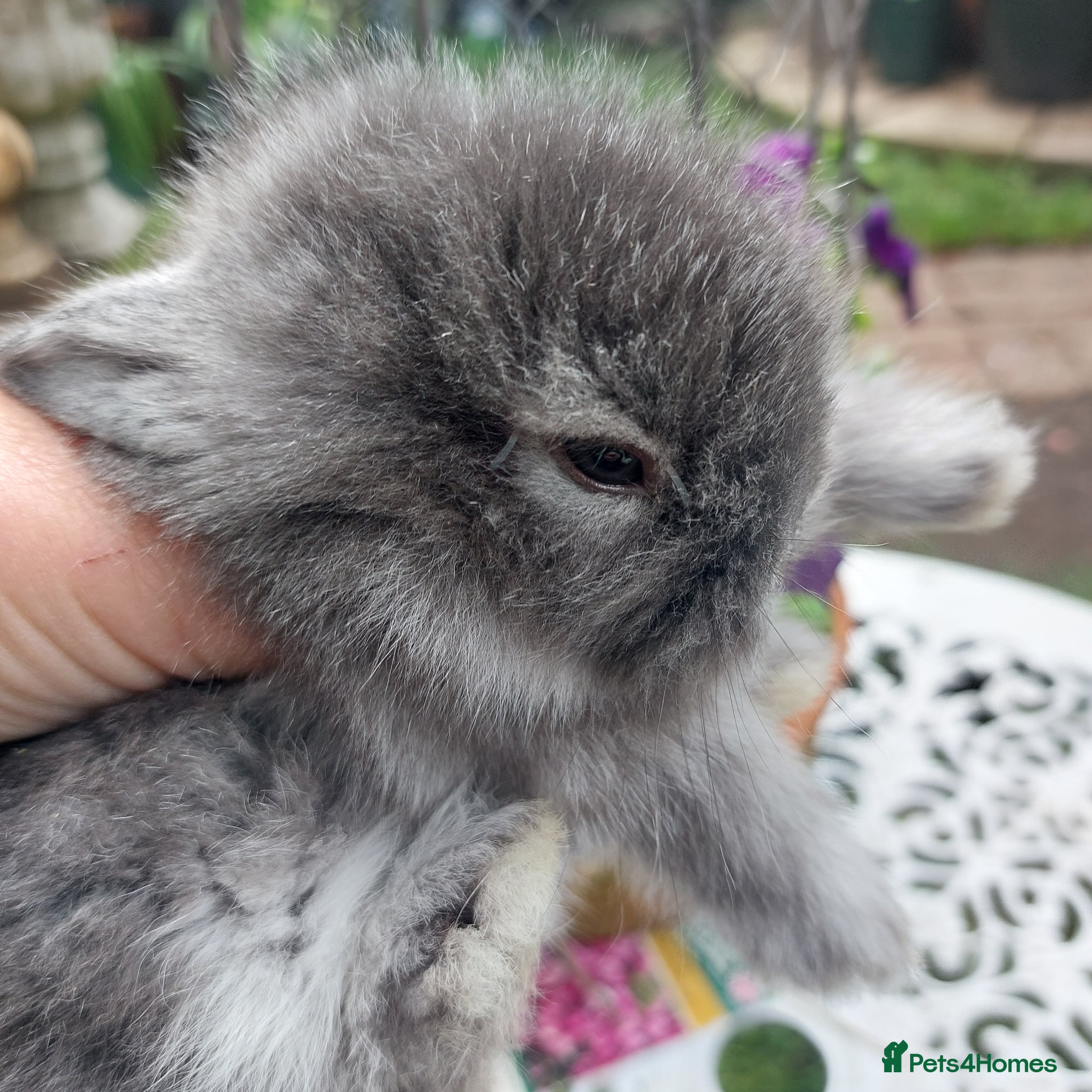 Angora rabbits TEDDYWIDDER BABIES  - Advert 2