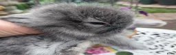 Angora rabbits for sale: TEDDYWIDDER BABIES  - Advert 1