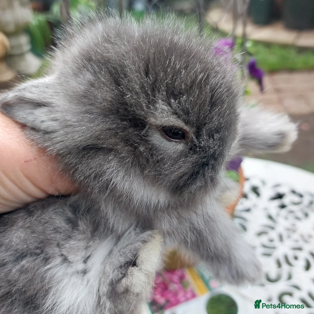 Angora rabbits for sale: TEDDYWIDDER BABIES  - Advert 1