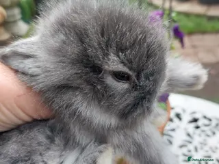 Angora rabbits TEDDYWIDDER BABIES - Advert 4