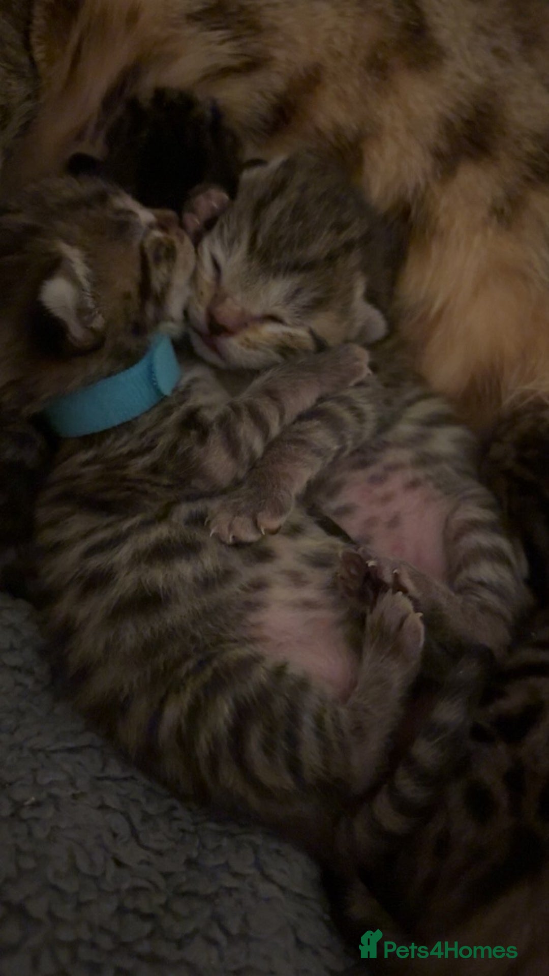 Bengal cats for sale: Beautiful Bengal Mix Kittens - Advert 4