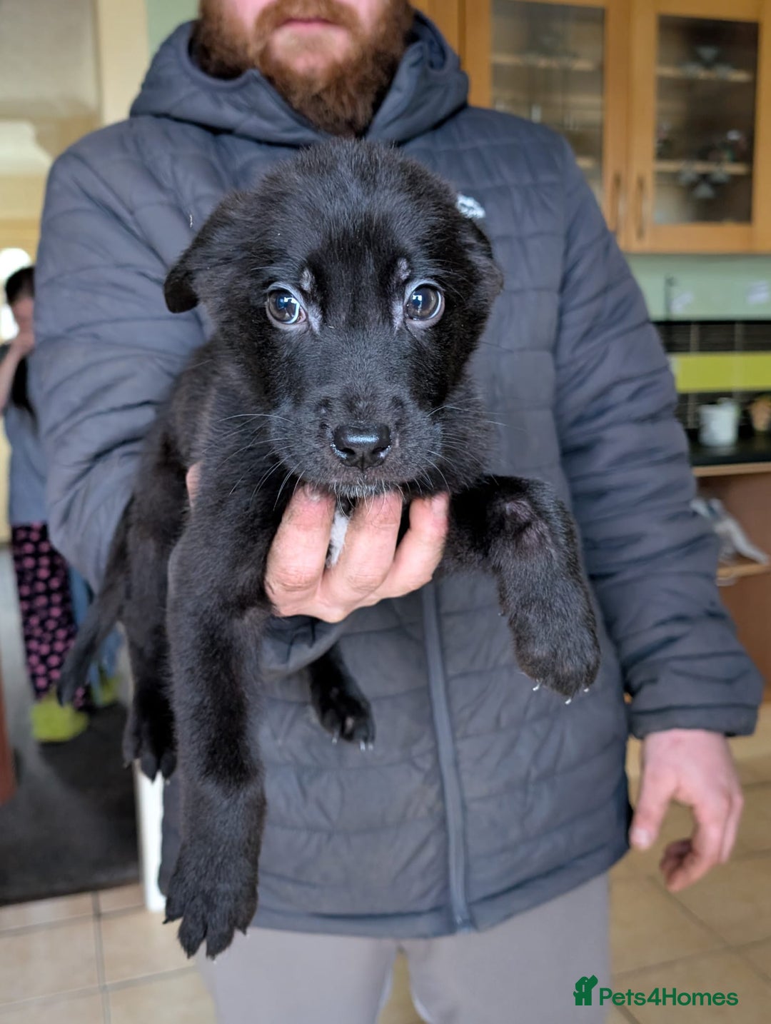 Mixed Breed dogs for sale: German shepherd X cane corso pups for sale  - Advert 3