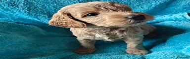 Cockapoo 5