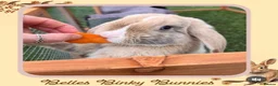 Mini Lop rabbits for sale: 🌷Juniper 🌷 Friendly, Affectionate, Loving Boy 🌷 - Advert 3