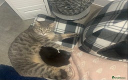 Domestic Shorthair cats for sale: 2 male kittens  - Image 3