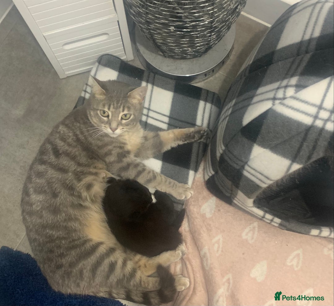 Domestic Shorthair cats for sale: 2 male kittens  - Image 3
