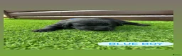 Cockerdor dogs for sale: 6 beautiful cockerdor puppies - Advert 6