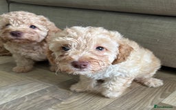 Cockapoo dogs for sale: 4 girls and 1 boy beautiful cockapoo - Image 7