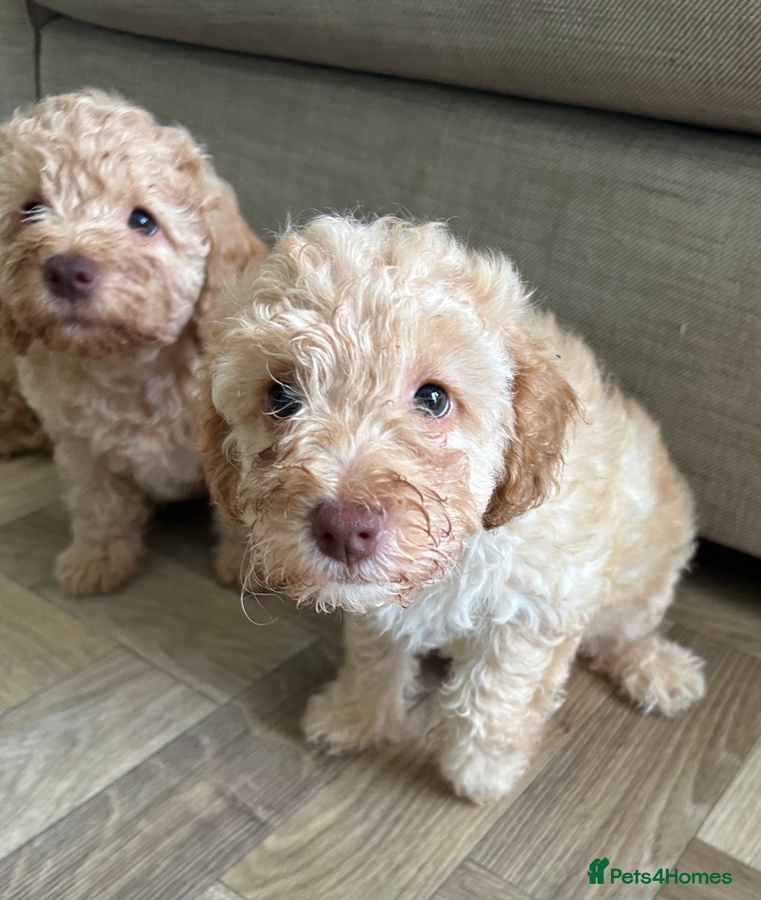 Cockapoo dogs for sale: 4 girls and 1 boy beautiful cockapoo - Image 7