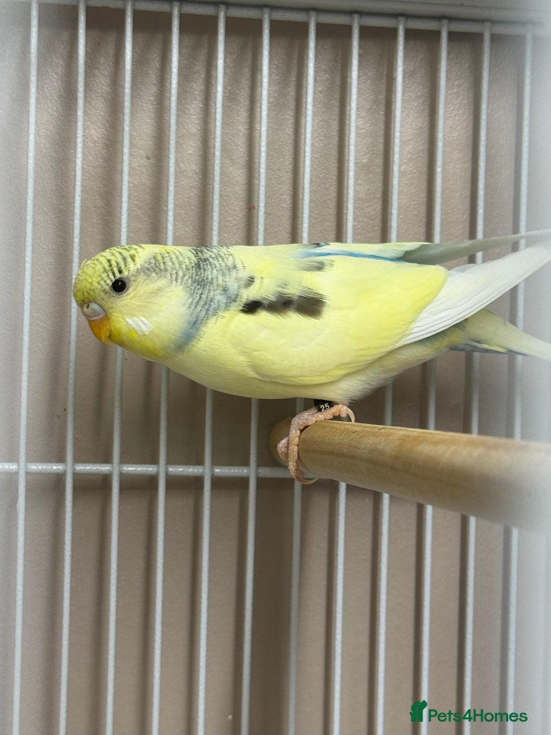 Budgerigars birds for sale: Baby Budgies  - Advert 4
