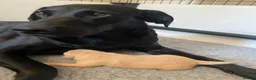 Labrador Retriever dogs for sale: FTCh KG Reg Labrador Puppies - Advert 3