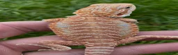 Bearded Dragon reptiles for sale: Bearded Dragon 5* Licensed Breeder Red Orange Blue in Castle Cary - Advert 7