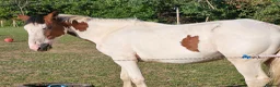 Trotter horses for sale: Big beautiful gelding  - Advert 2