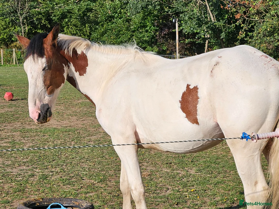 Trotter horses for sale: Big beautiful gelding  - Advert 2