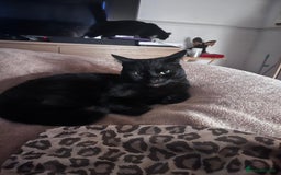 Domestic Shorthair cats for sale: Tod for adoption  - Image 10