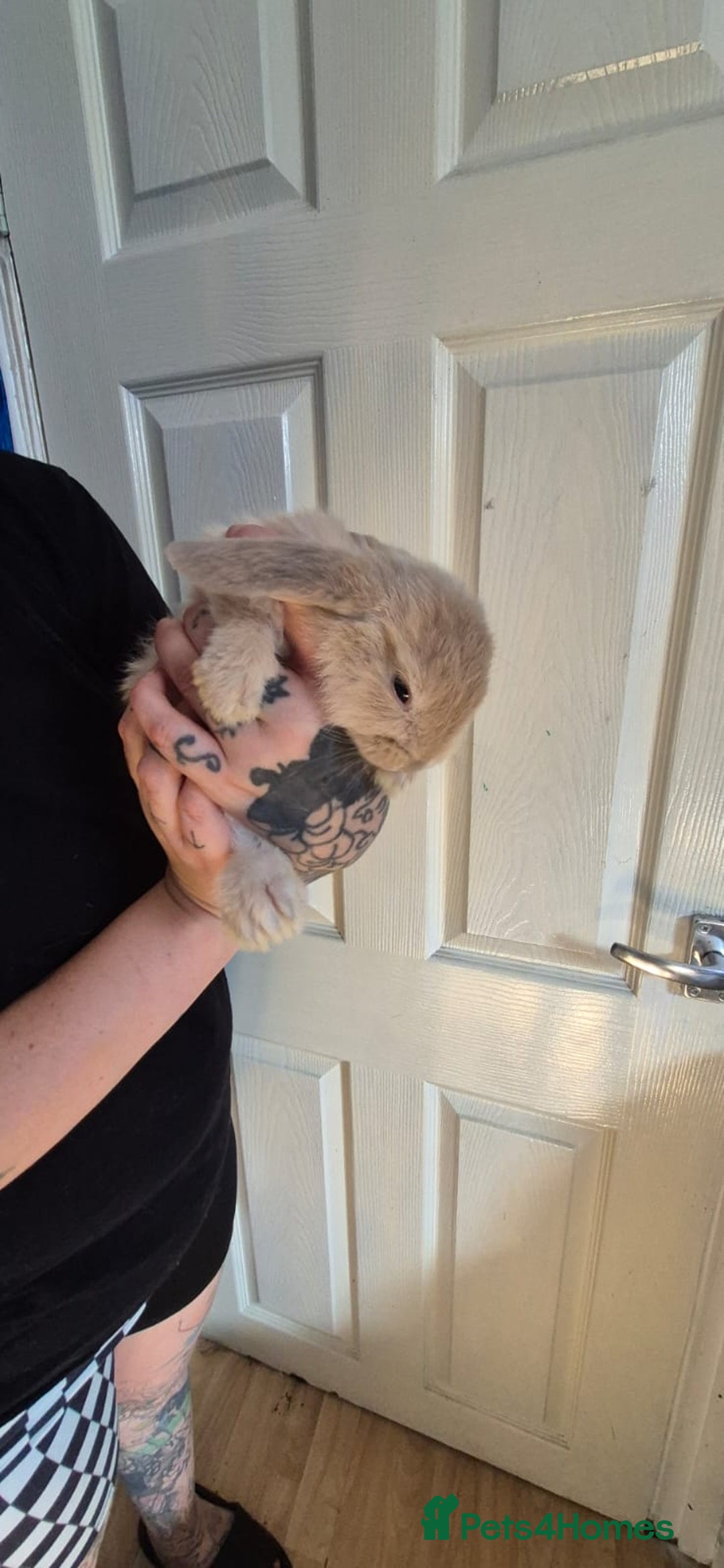 Mini Lion Lop rabbits for sale: Last beautiful  mini lion lop - Image 4