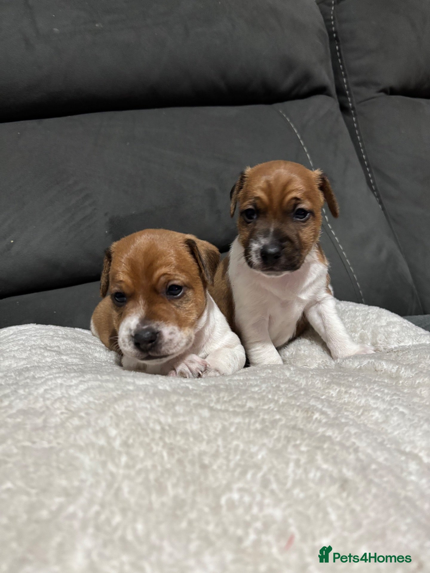 Plummer Terrier dogs Last two Plummer terrier puppies !! - Advert 16
