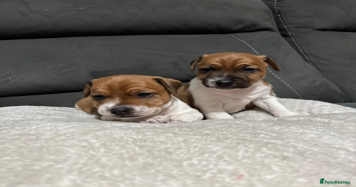 Plummer Terrier Puppies for sale in Warrington, Warrington | Pets4Homes