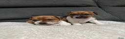 Plummer Terrier dogs for sale: Last two Plummer terrier puppies !! in Bradford - Advert 1