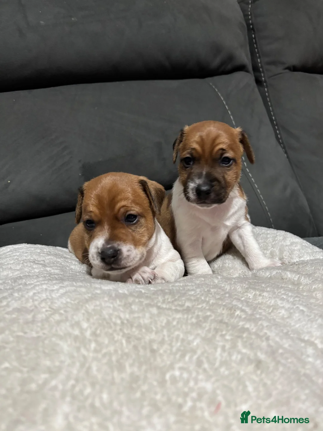 Plummer Terrier dogs for sale: Last two Plummer terrier puppies !! in Bradford - Advert 1