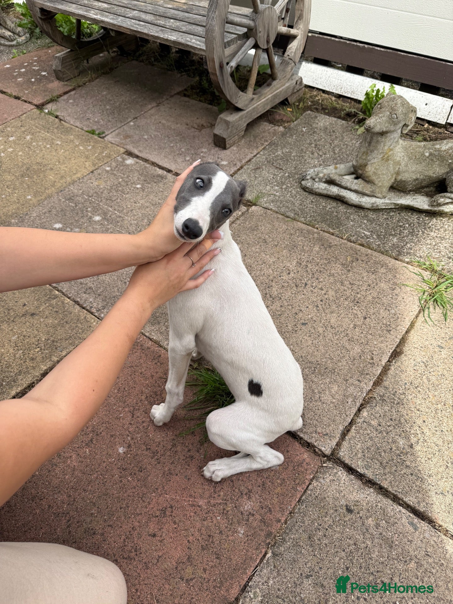 Whippet dogs Whippet Puppies  - Advert 1