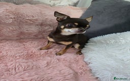 Chihuahua dogs for sale: Full pedigree chihuahuas - Image 8