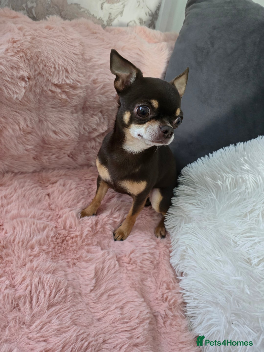 Chihuahua dogs for sale: Full pedigree chihuahuas - Image 8
