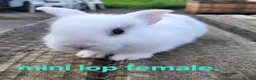 Mixed Breed rabbits for sale: Stunning selection of rabbits - Advert 8