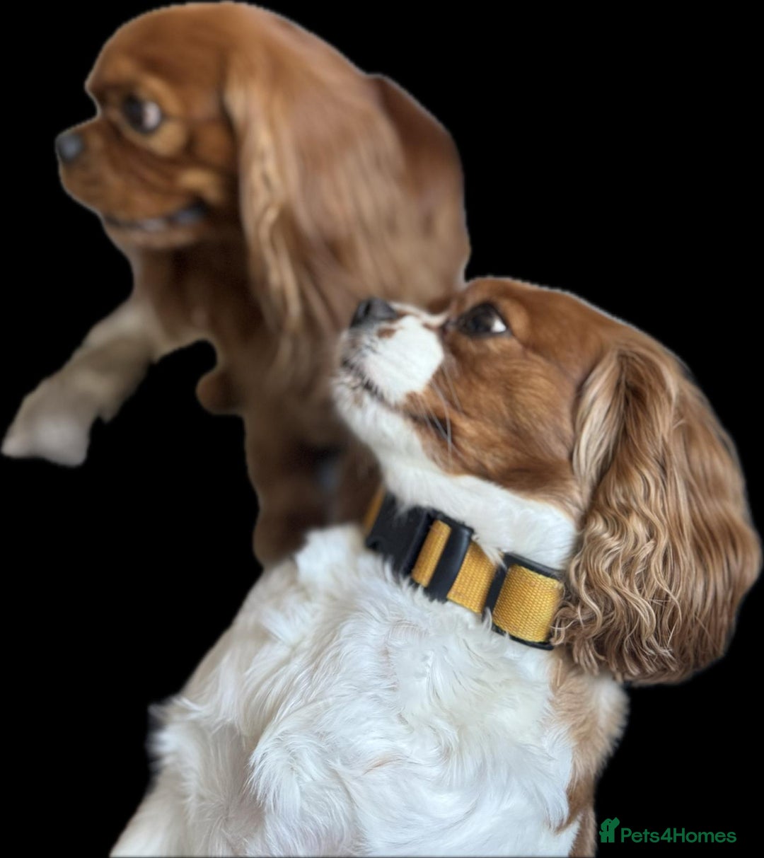 Cavalier King Charles Spaniel dogs for sale: Champion line Cavalier Pups -  **Waiting List** - Image 5
