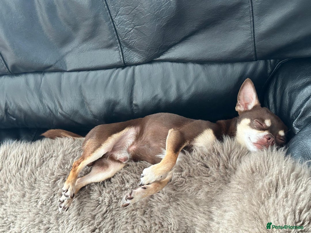 Chihuahua dogs for stud: Mr Samba  - Image 7