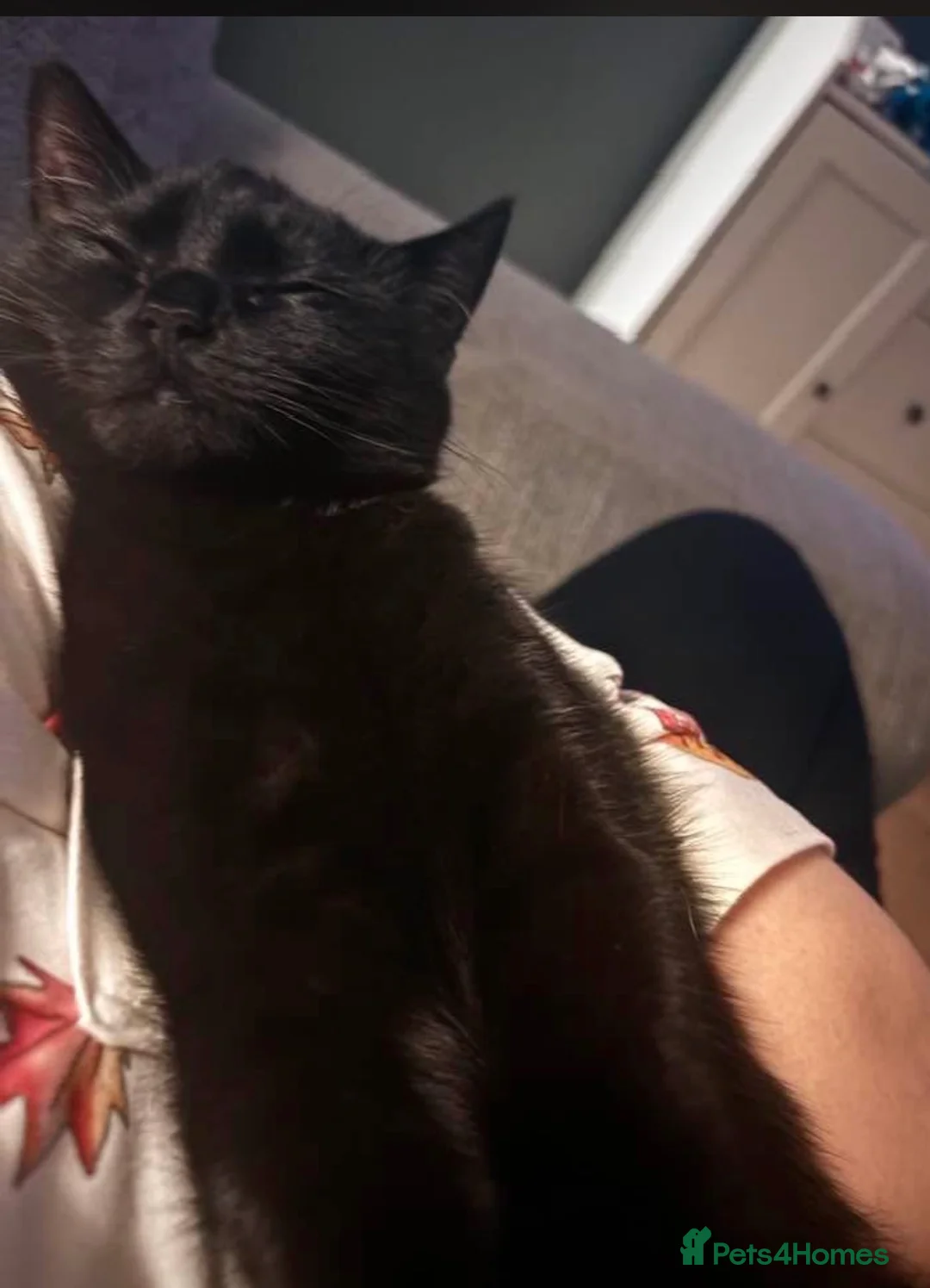 Mixed Breed cats for sale: Black cat 18 month old  - Advert 2