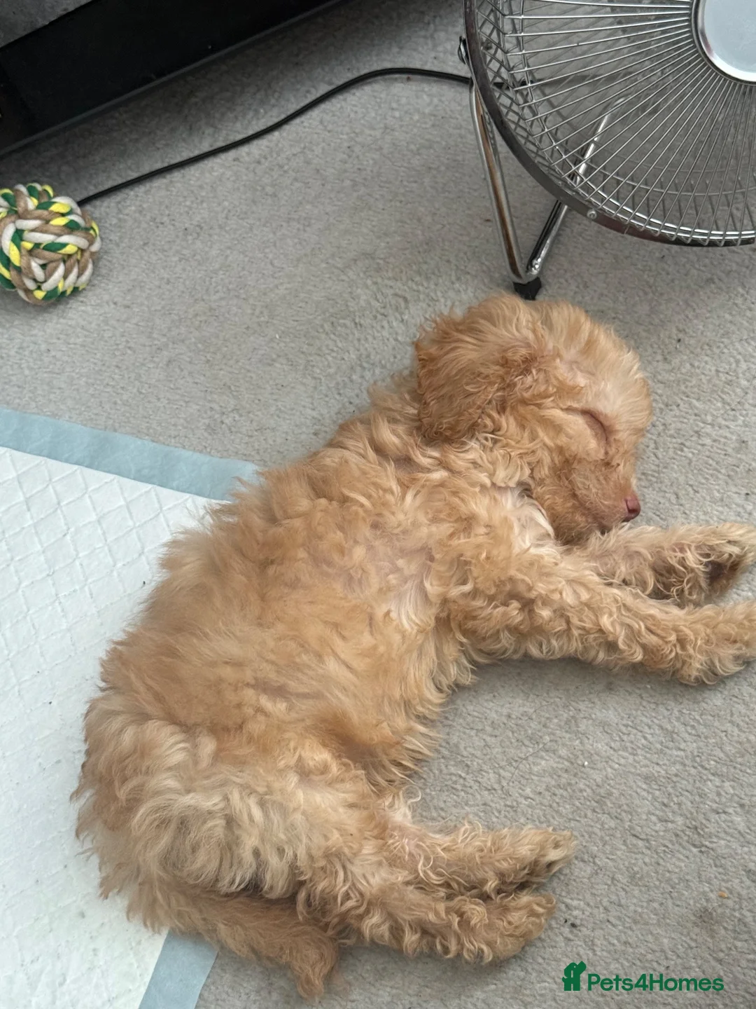 Cockapoo dogs for sale: Cockapoo puppy  in London - Advert 1