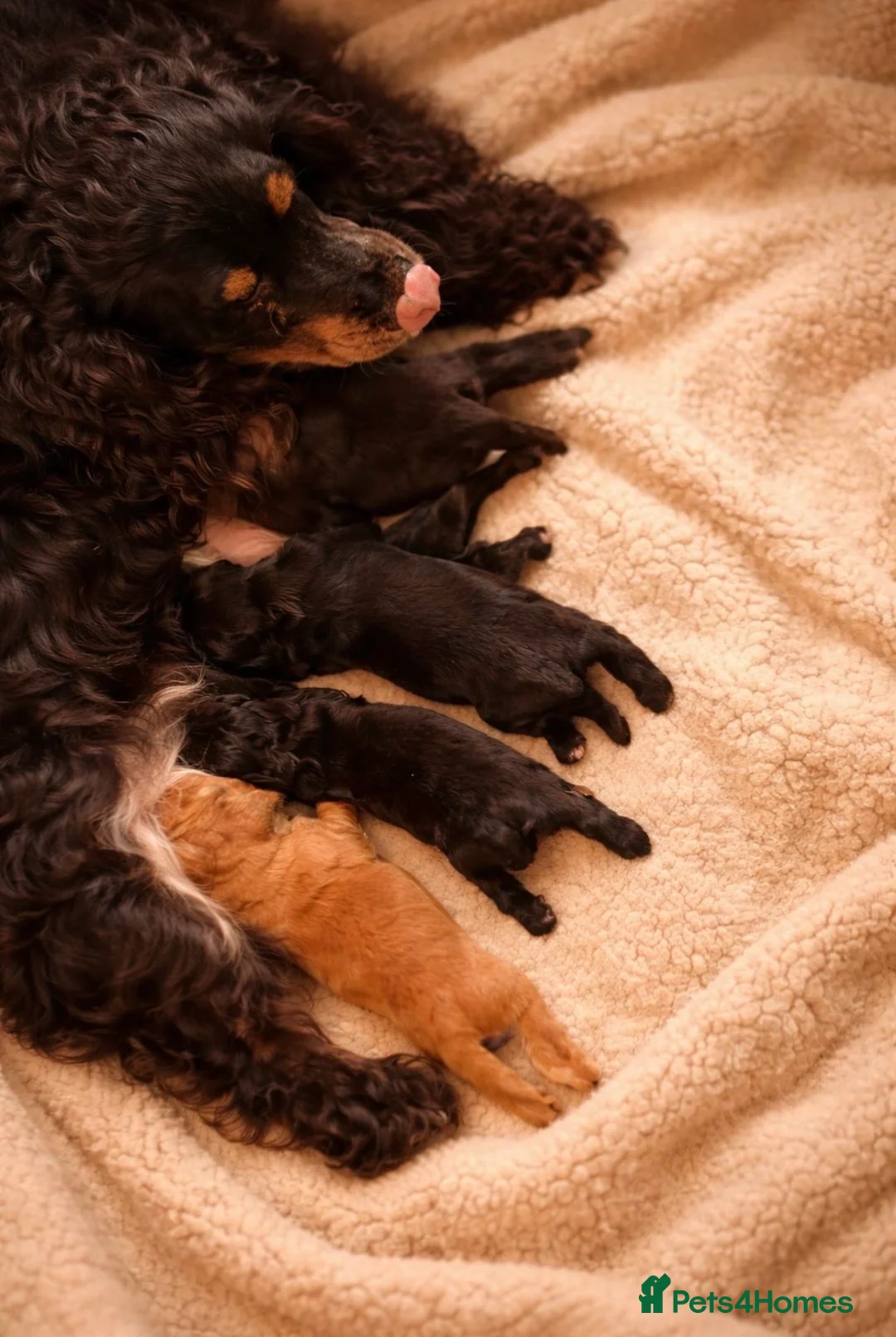 Cocker Spaniel dogs for sale: Fully health checked Working cocker spaniels  - Advert 7
