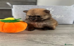 Pomeranian dogs for sale: KC registered Pomeranian puppies - Image 19