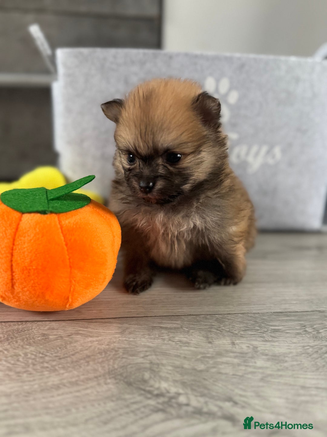 Pomeranian dogs for sale: KC registered Pomeranian puppies - Image 19