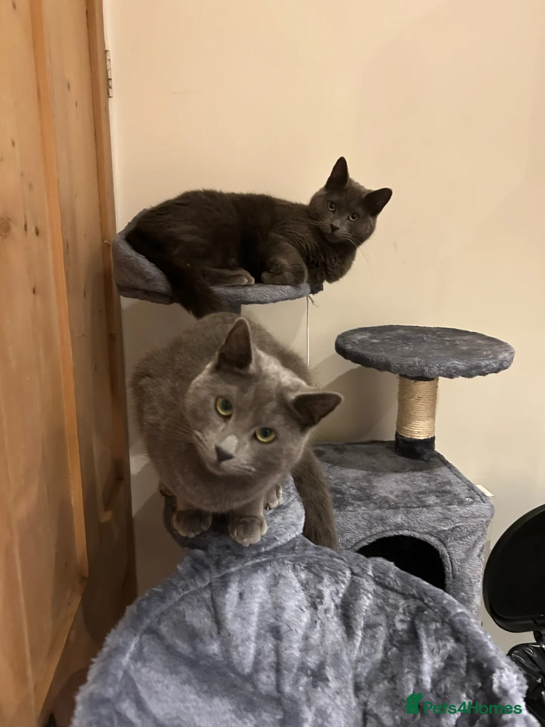Russian Blue cats for sale: 4 year old Russian Blue siblings - Advert 1